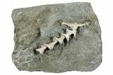 Archimedes Screw Bryozoan Fossil - Illinois #240559-1